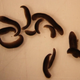 Space-exposed worms. (Image: Junji Morokuma, Allen Discovery Center at Tufts University)